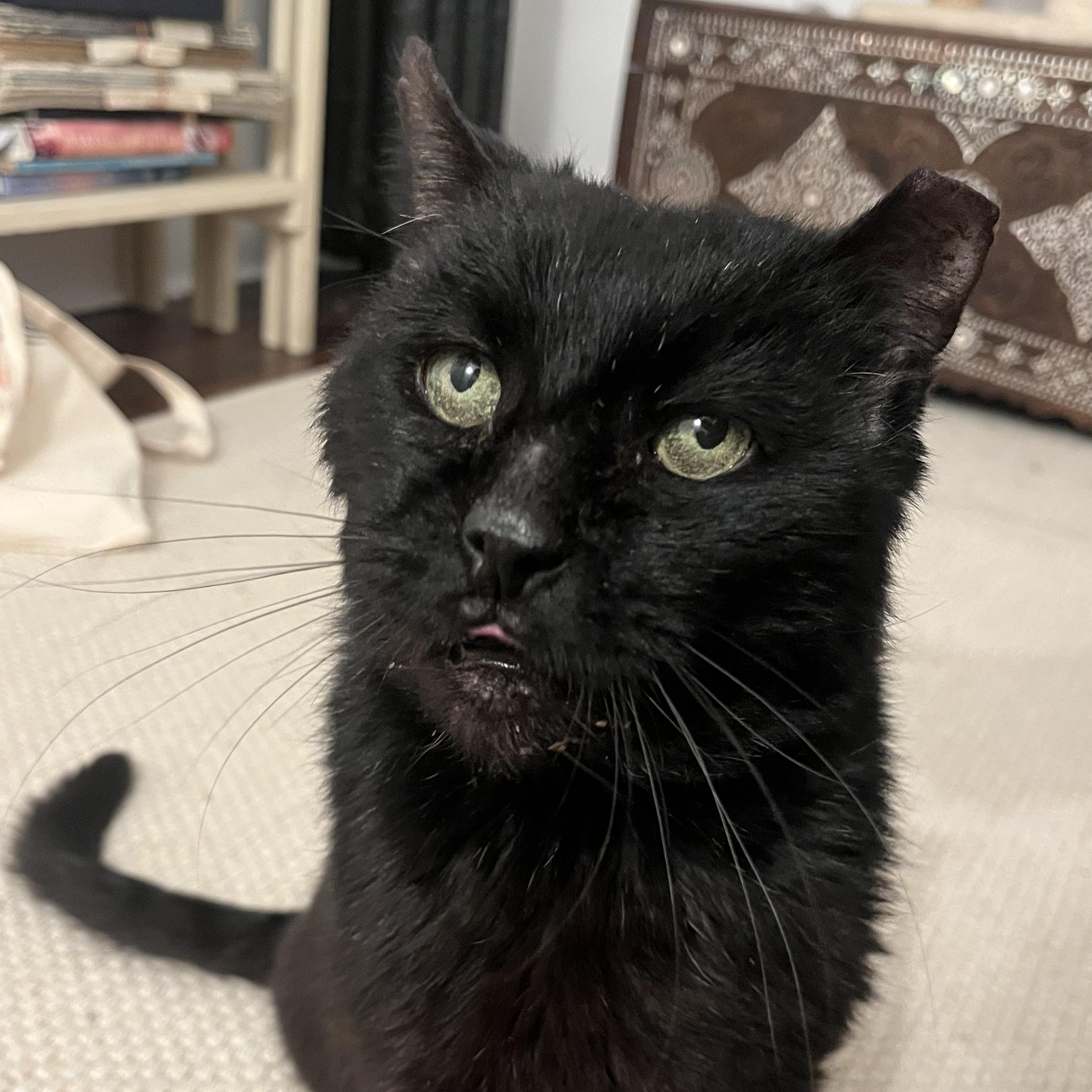 Enlarge SLIM handsome & affectionate, a Adopted Domestic Medium Hair in Cornwall on Hudson, NY image 1/4