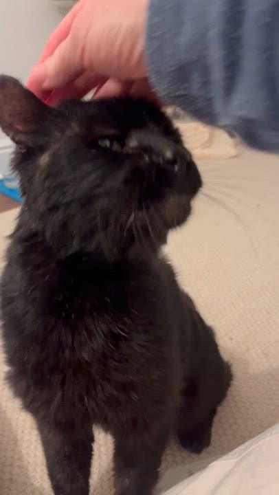 Enlarge SLIM handsome & affectionate, a Adopted Domestic Medium Hair in Cornwall on Hudson, NY video 4/4