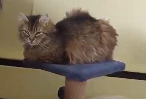 Esmerelda, Adoptable, Adult Female Domestic Medium Hair.