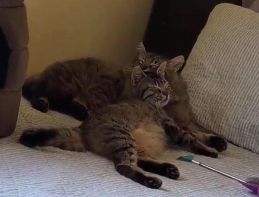 Esmerelda, a Adoptable Domestic Medium Hair in Rochester, NY image 2/4