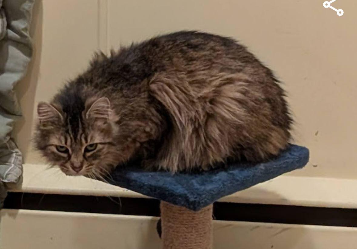Esmerelda, Adoptable, Adult Female Domestic Medium Hair.
