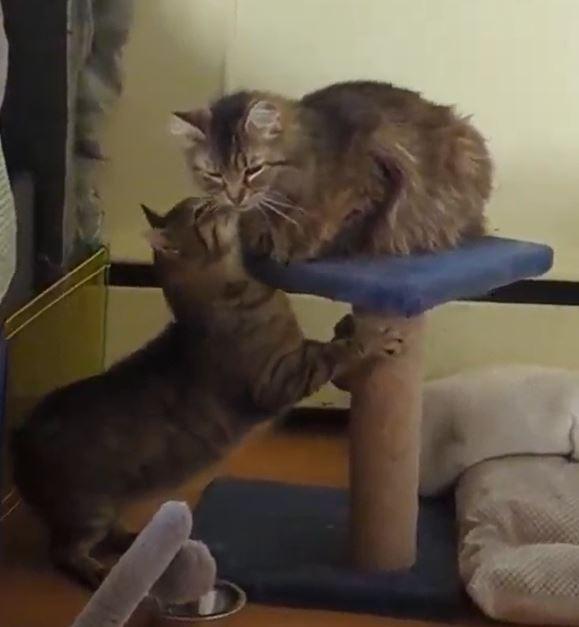 Esmerelda, a Adoptable Domestic Medium Hair in Rochester, NY image 4/4