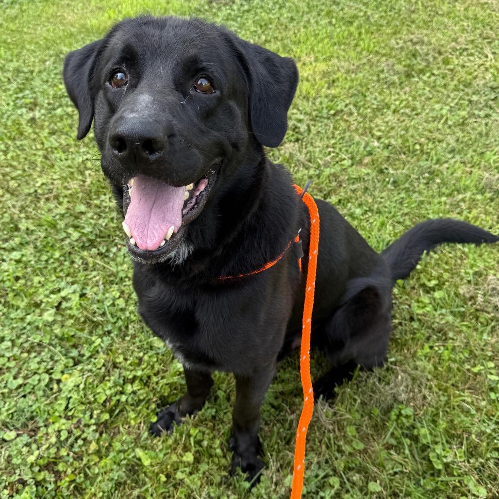 Enlarge Oden, a Adoptable mixed breed in Perkiomenville, PA image 1/6
