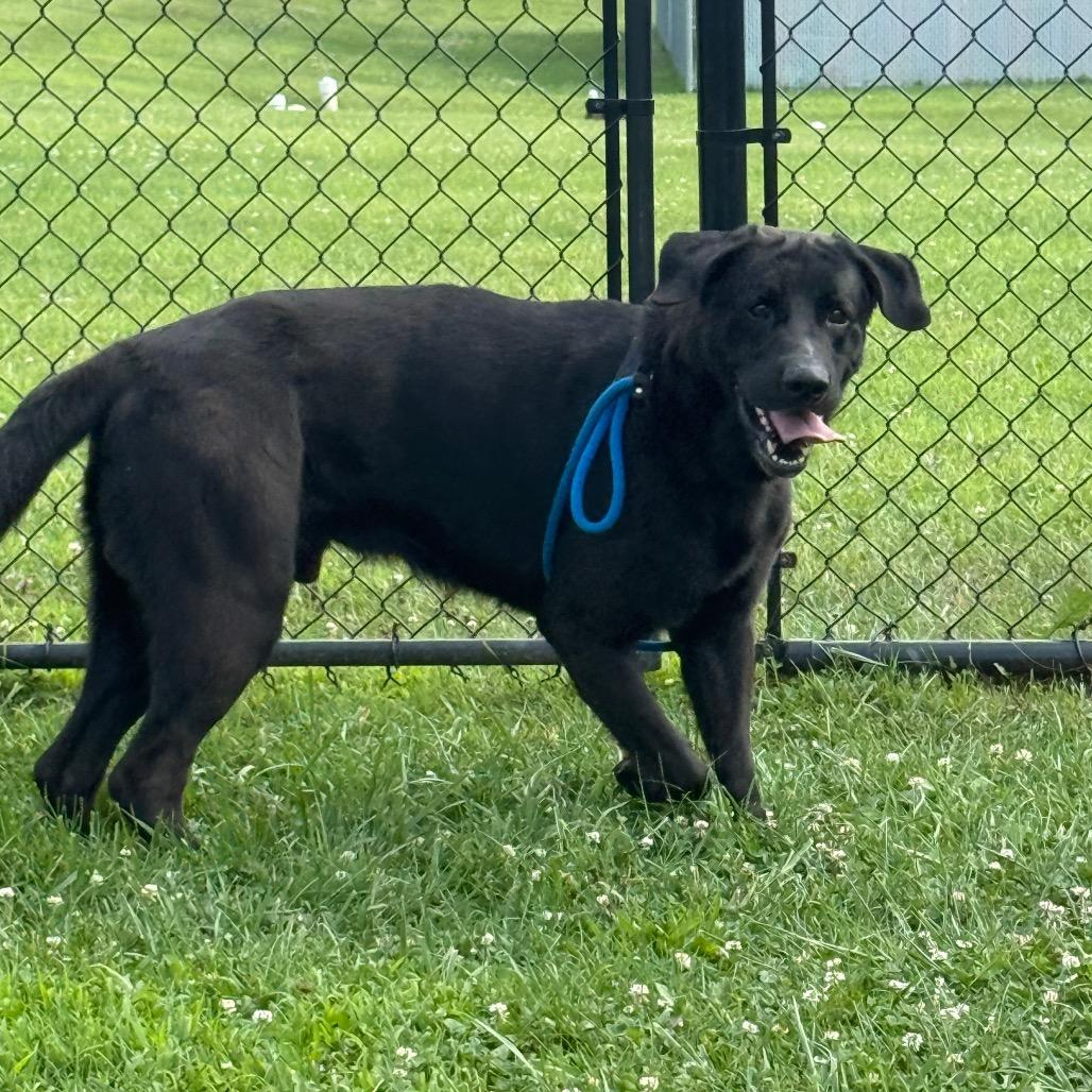 Enlarge Oden, a Adoptable mixed breed in Perkiomenville, PA image 2/6