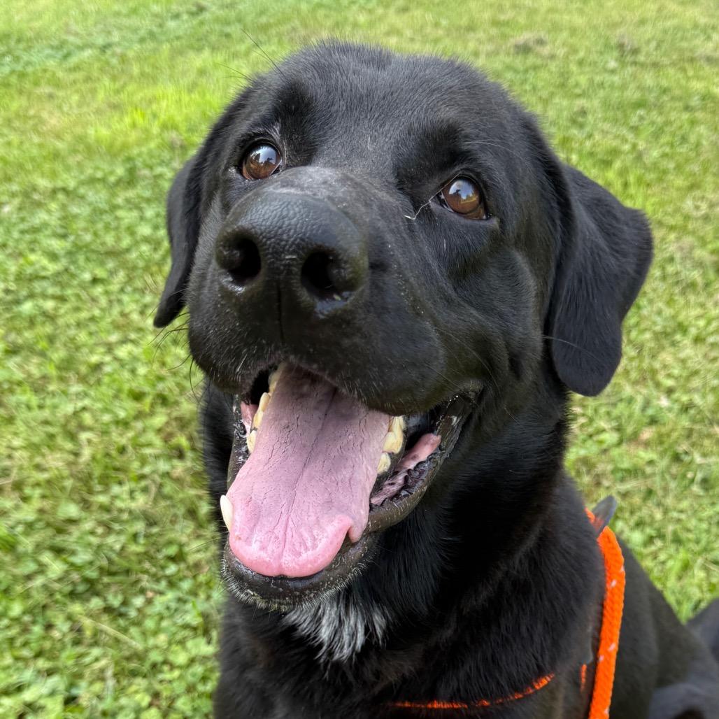 Enlarge Oden, a Adoptable mixed breed in Perkiomenville, PA image 3/6