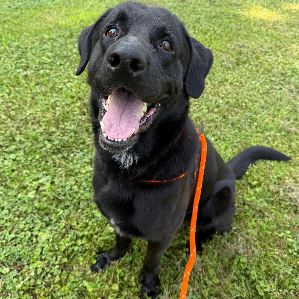 Enlarge Oden, a Adoptable mixed breed in Perkiomenville, PA image 4/6