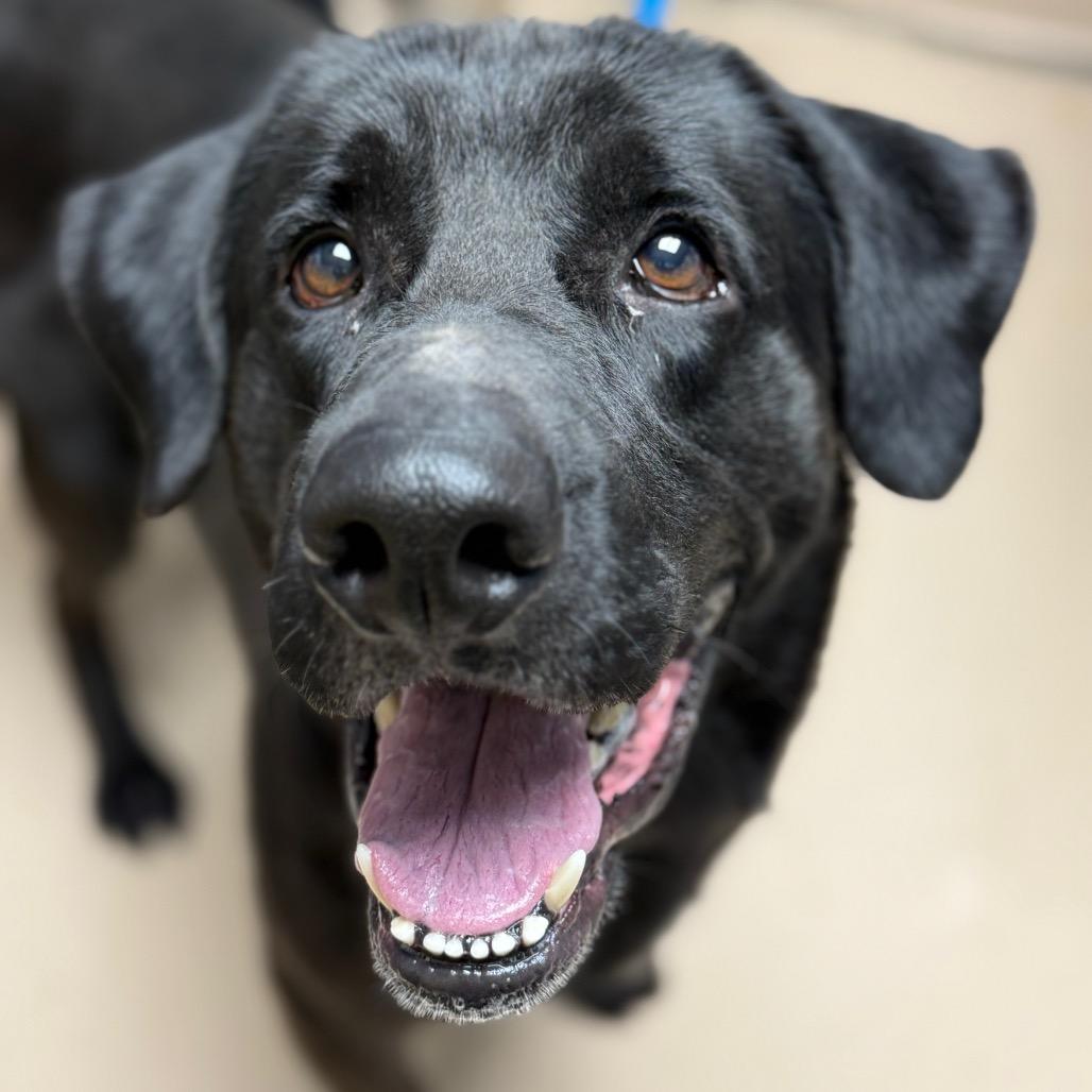Enlarge Oden, a Adoptable mixed breed in Perkiomenville, PA image 5/6