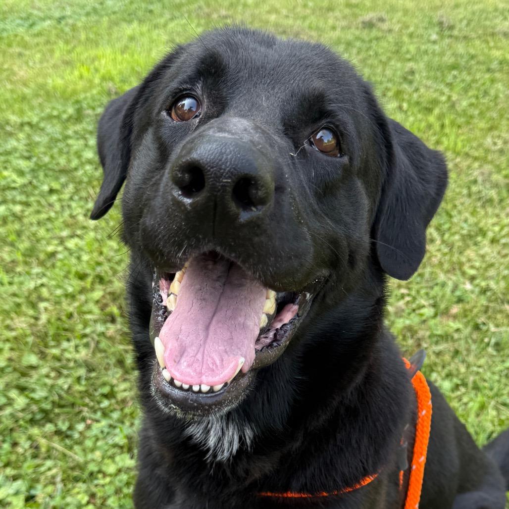 Enlarge Oden, a Adoptable mixed breed in Perkiomenville, PA image 6/6