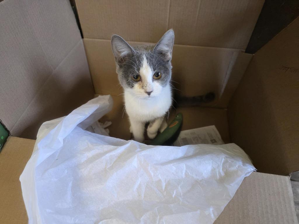 Avril, Adoptable, Young Female Domestic Long Hair.
