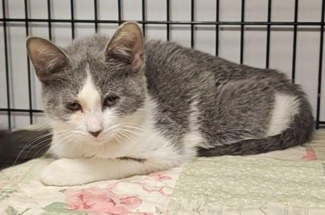 Enlarge Avril, a Adoptable mixed breed in Sprakers, NY image 2/2