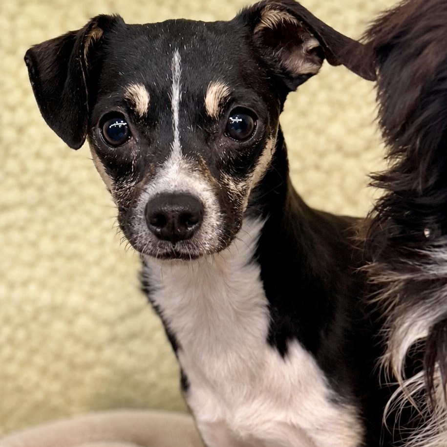 Enlarge Dimaggio 4867, an adopted Chihuahua in Boca Raton, FL image 1/1