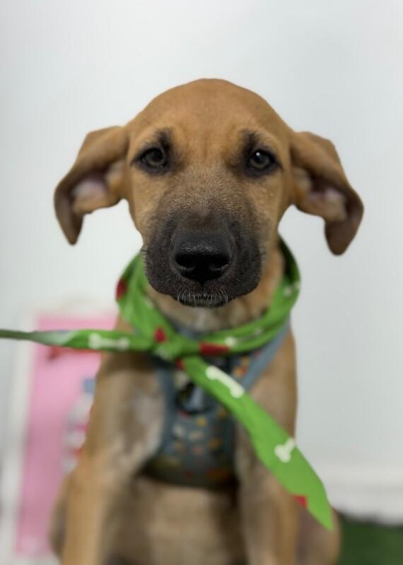 Fiji-One of our Amazing Rescue Dogs, Adoptable, Puppy Female German Shepherd Dog & Rhodesian Ridgeback.