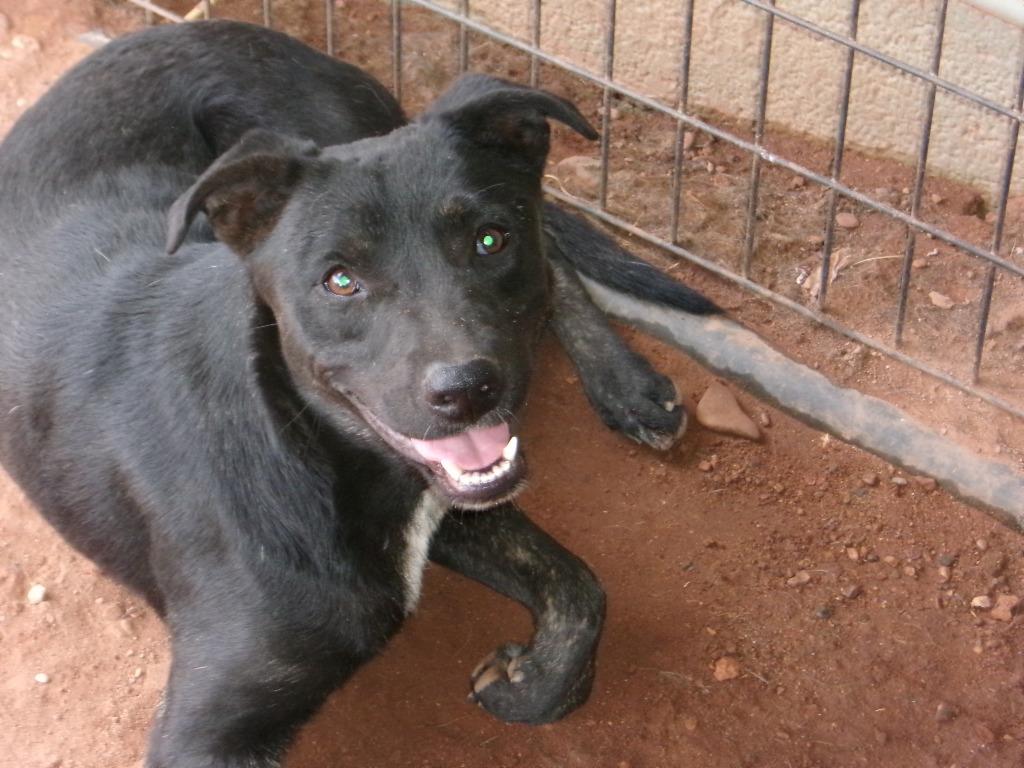 Eve, Adoptable, Young Female Cattle Dog.