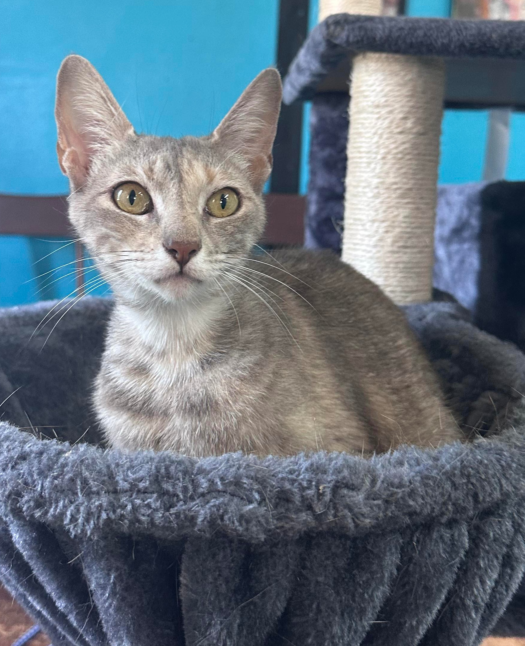 Jette, a Adoptable Domestic Short Hair in Graham, TX image 3/5