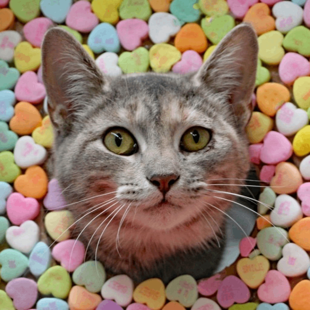 Jette, a Adoptable Domestic Short Hair in Graham, TX image 4/5