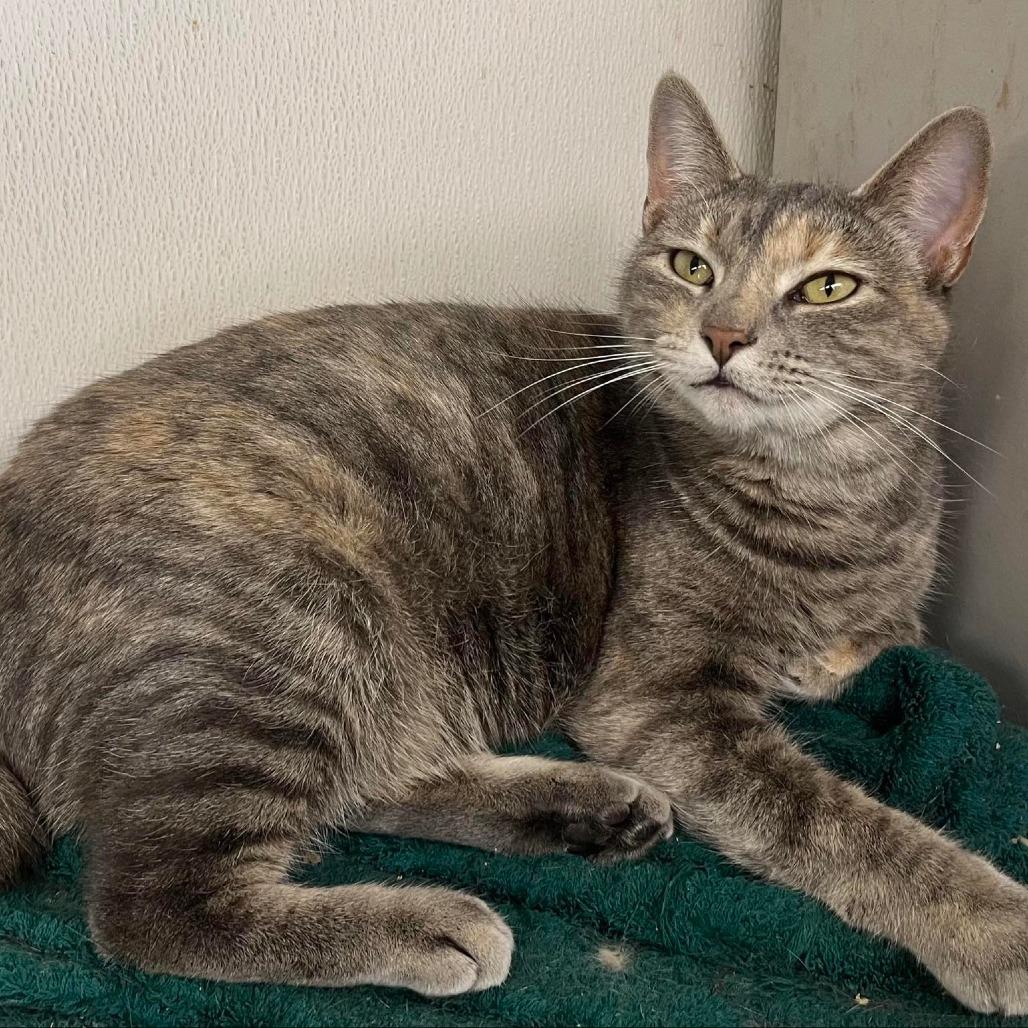 Jette, a Adoptable Domestic Short Hair in Graham, TX image 1/5