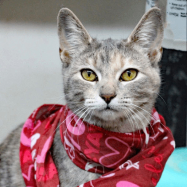 Jette, a Adoptable Domestic Short Hair in Graham, TX image 5/5