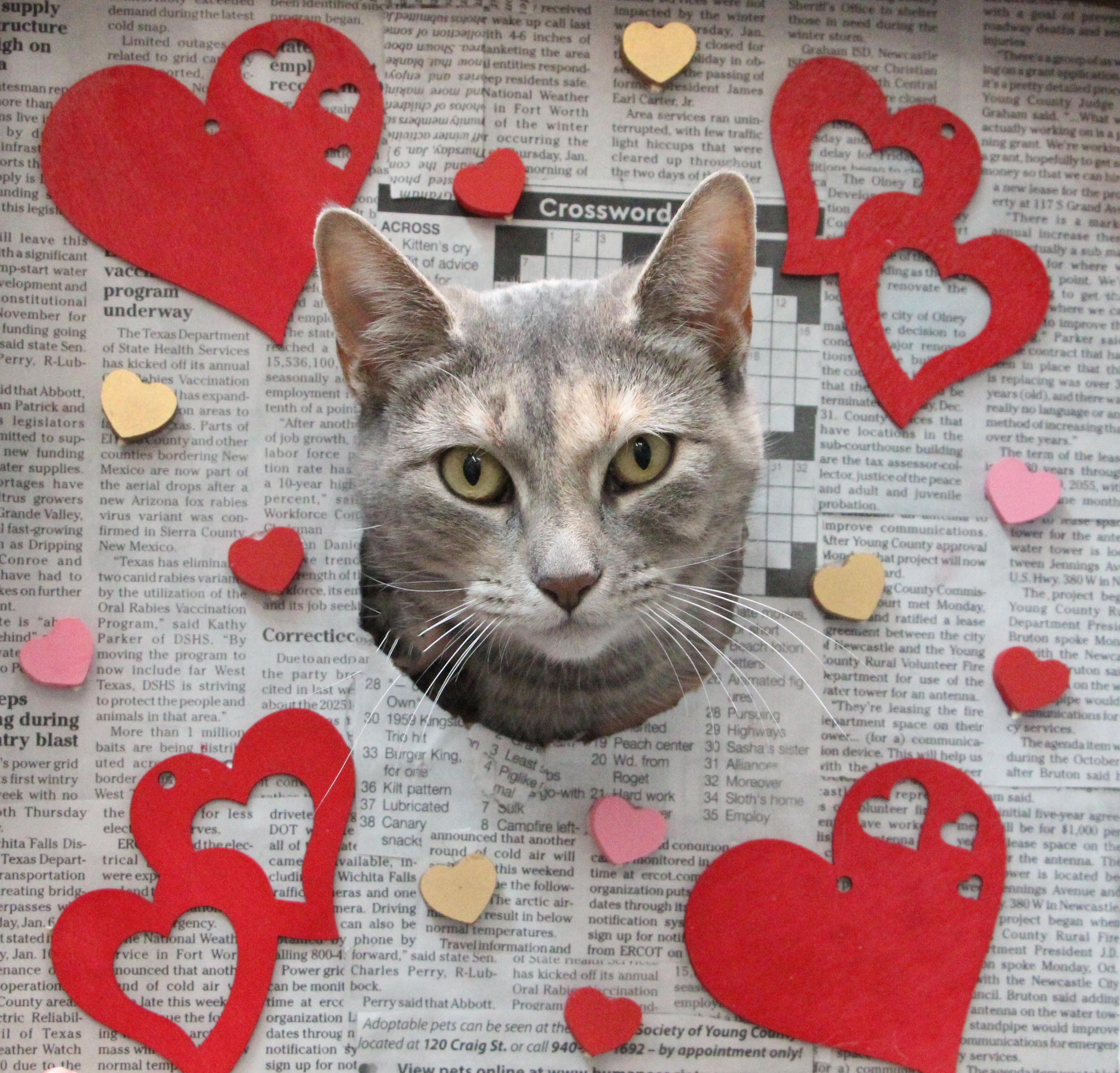 Jette, a Adoptable Domestic Short Hair in Graham, TX image 2/5