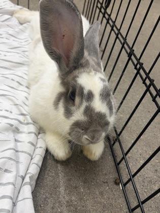 Honeybun, Adoptable, Adult Male Rex & Rex.