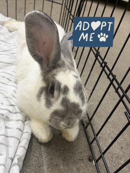Enlarge Honeybun, a Adoptable mixed breed in Lowell, MA image 2/2