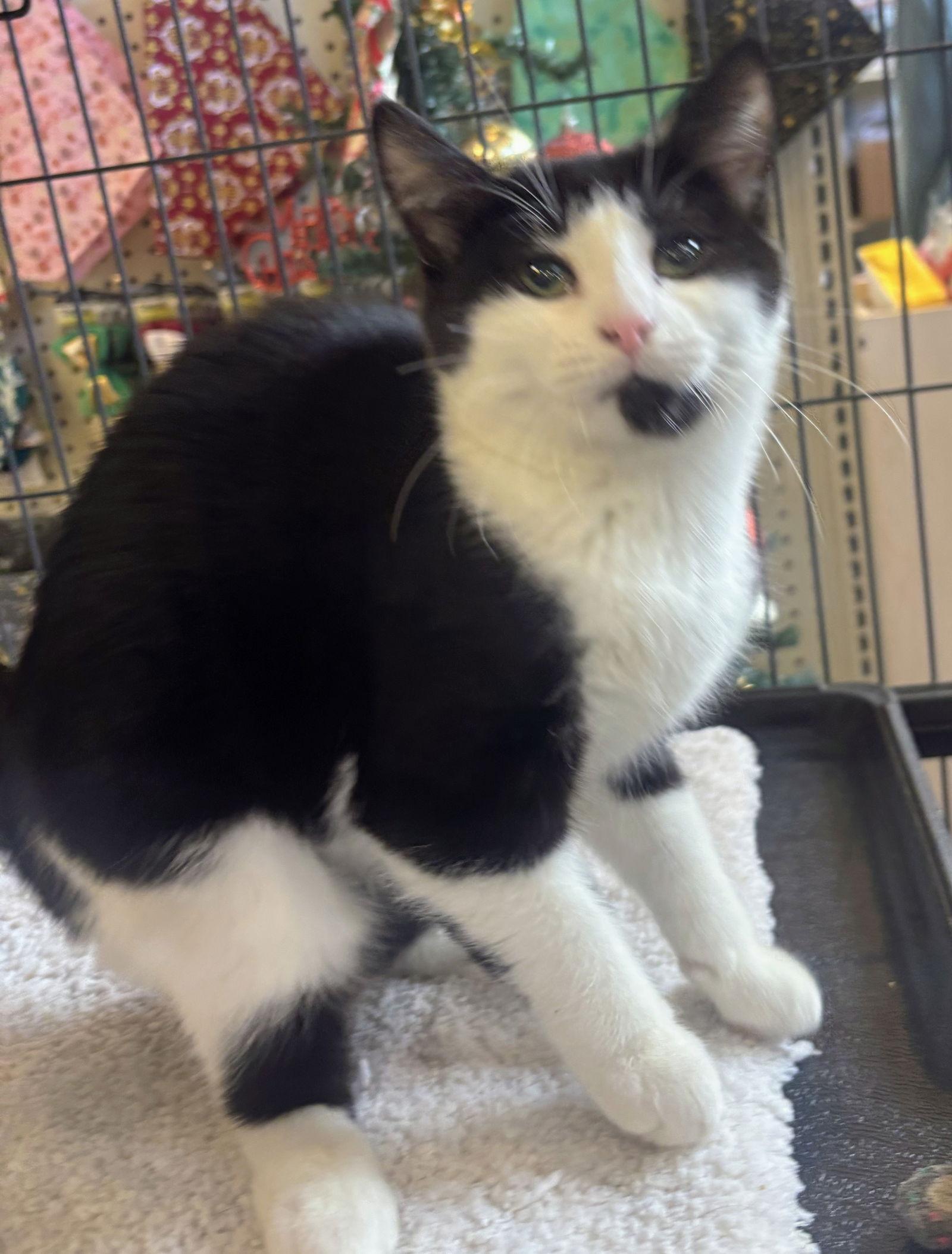 Coraline Kitten, a Adoptable Domestic Short Hair in Nazareth, PA image 1/3