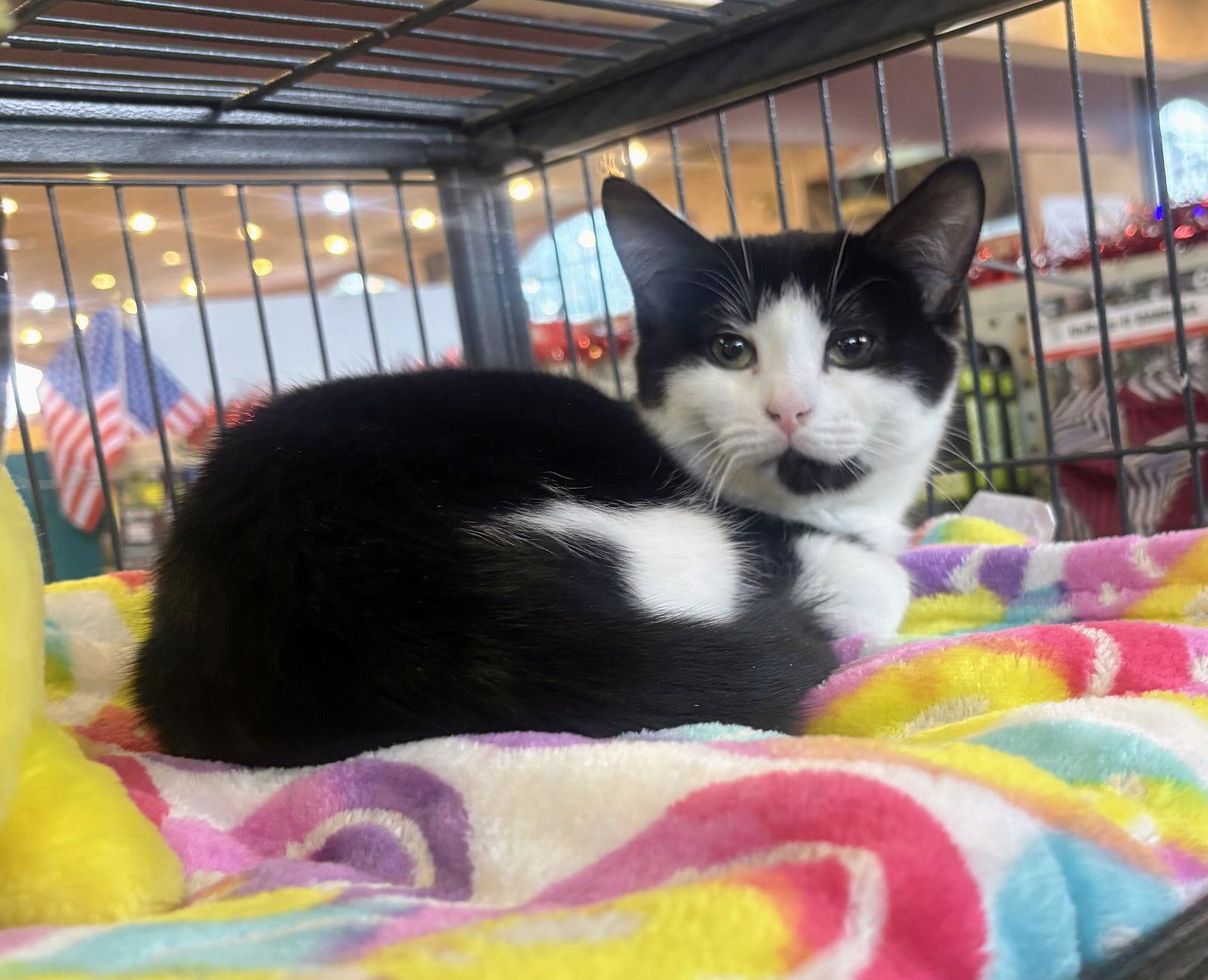 Coraline Kitten, a Adoptable Domestic Short Hair in Nazareth, PA image 2/3