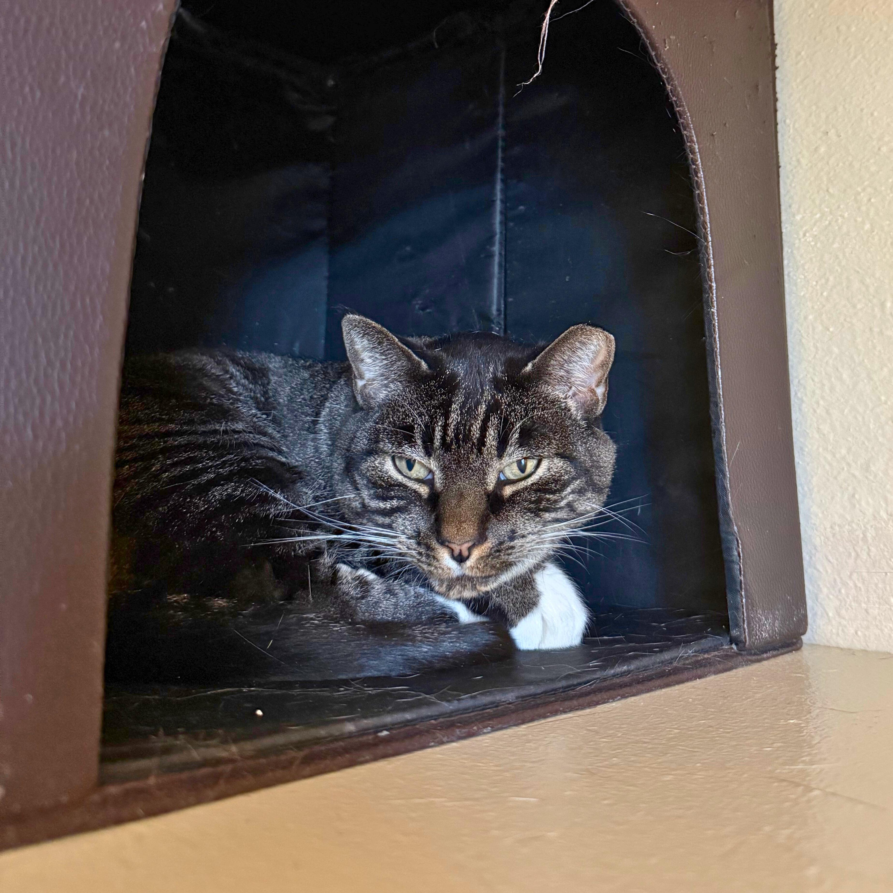 BK, Adoptable, Adult Male American Shorthair.