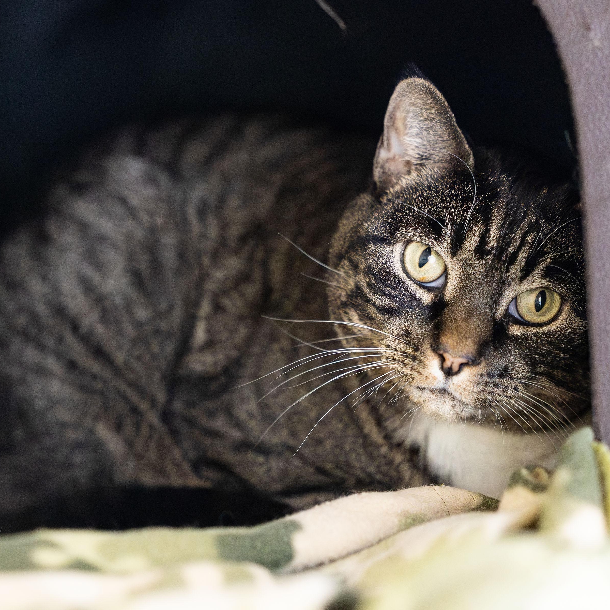 BK, Adoptable, Adult Male Domestic Short Hair.