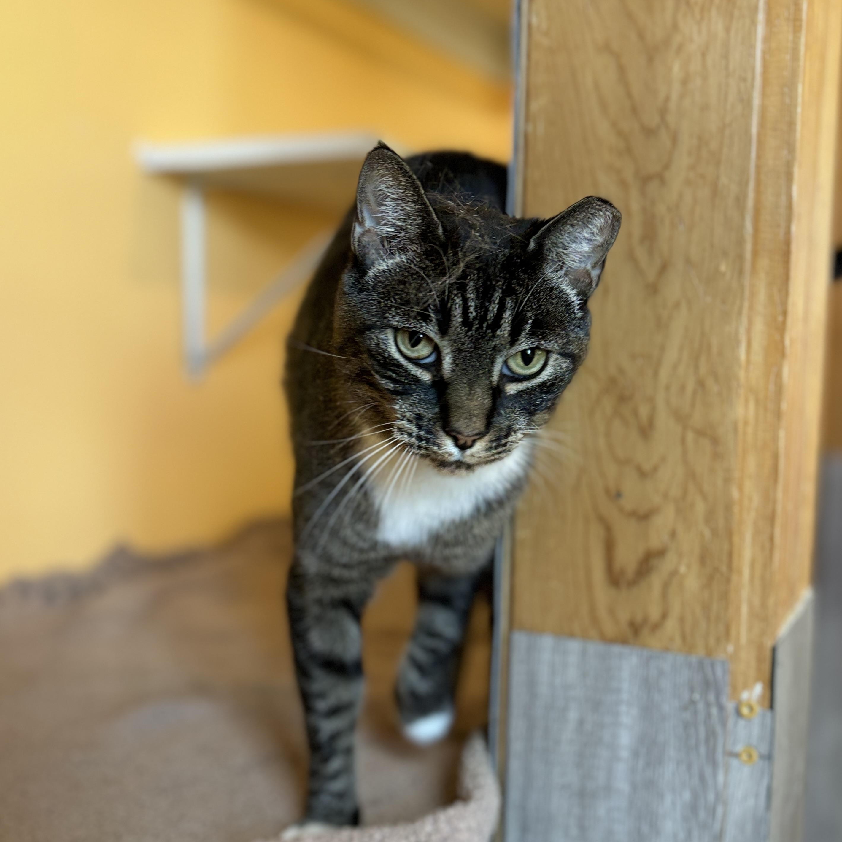 BK, a Adoptable American Shorthair in Ridgway, CO image 1/4