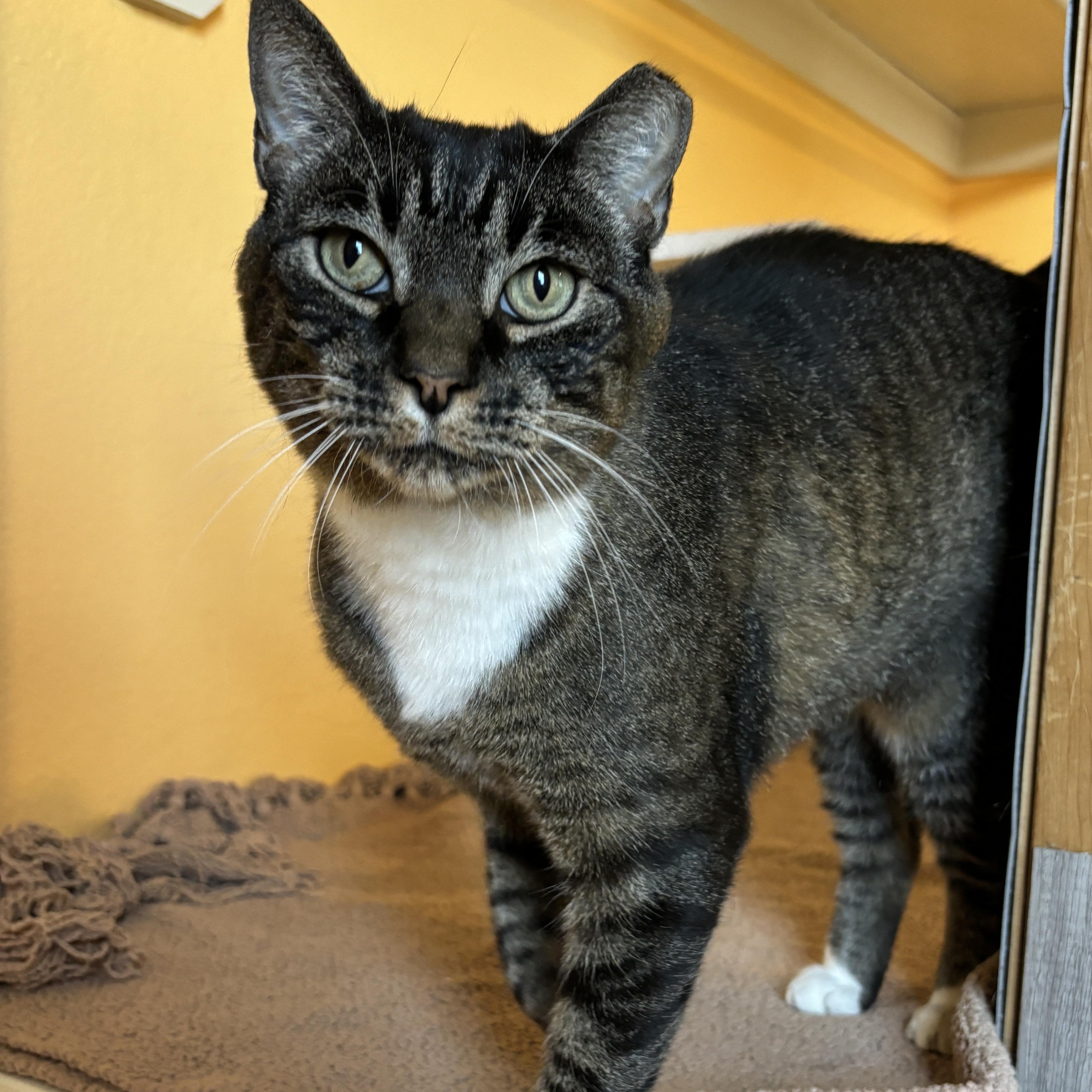 BK, a Adoptable American Shorthair in Ridgway, CO image 2/4