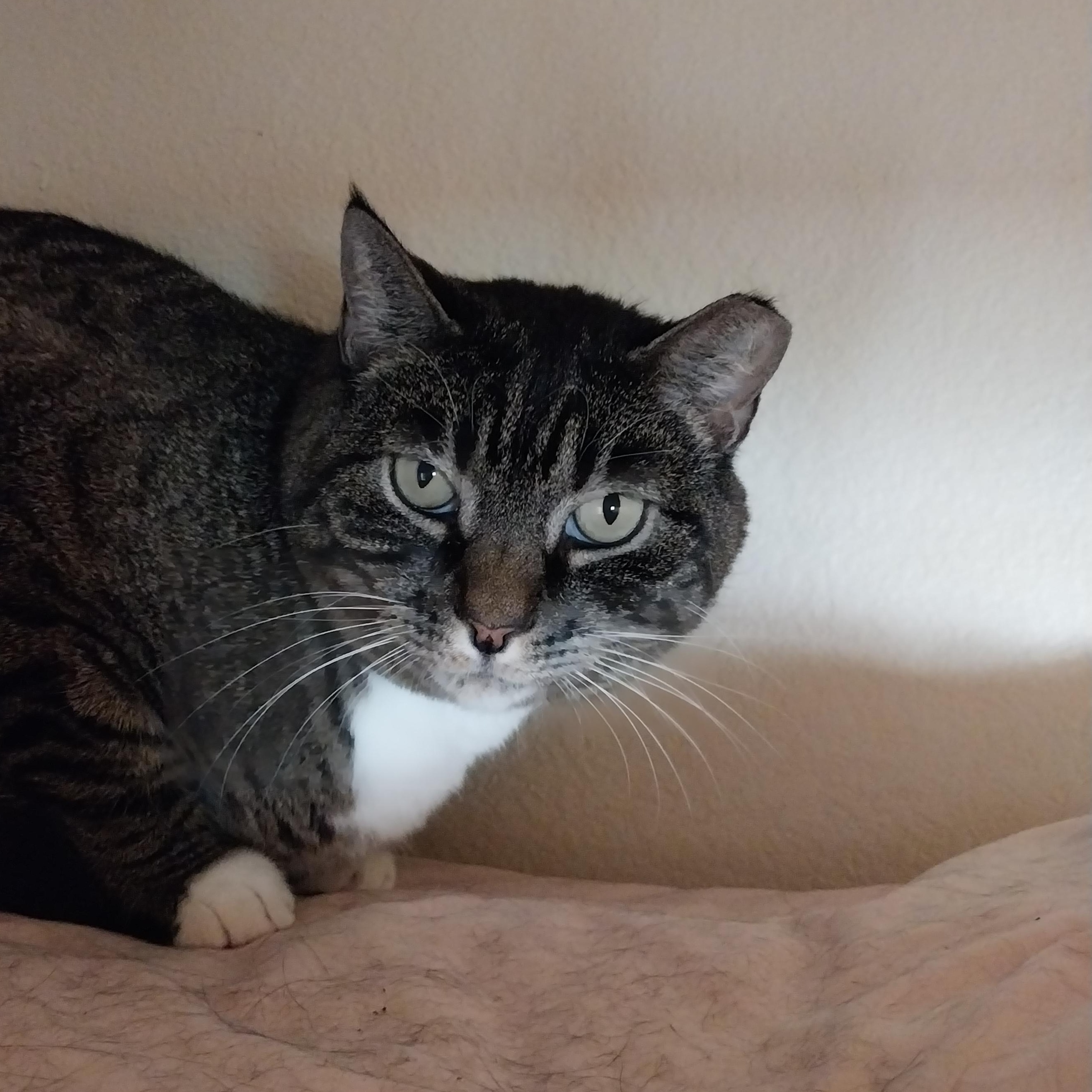 BK, a Adoptable American Shorthair in Ridgway, CO image 4/4