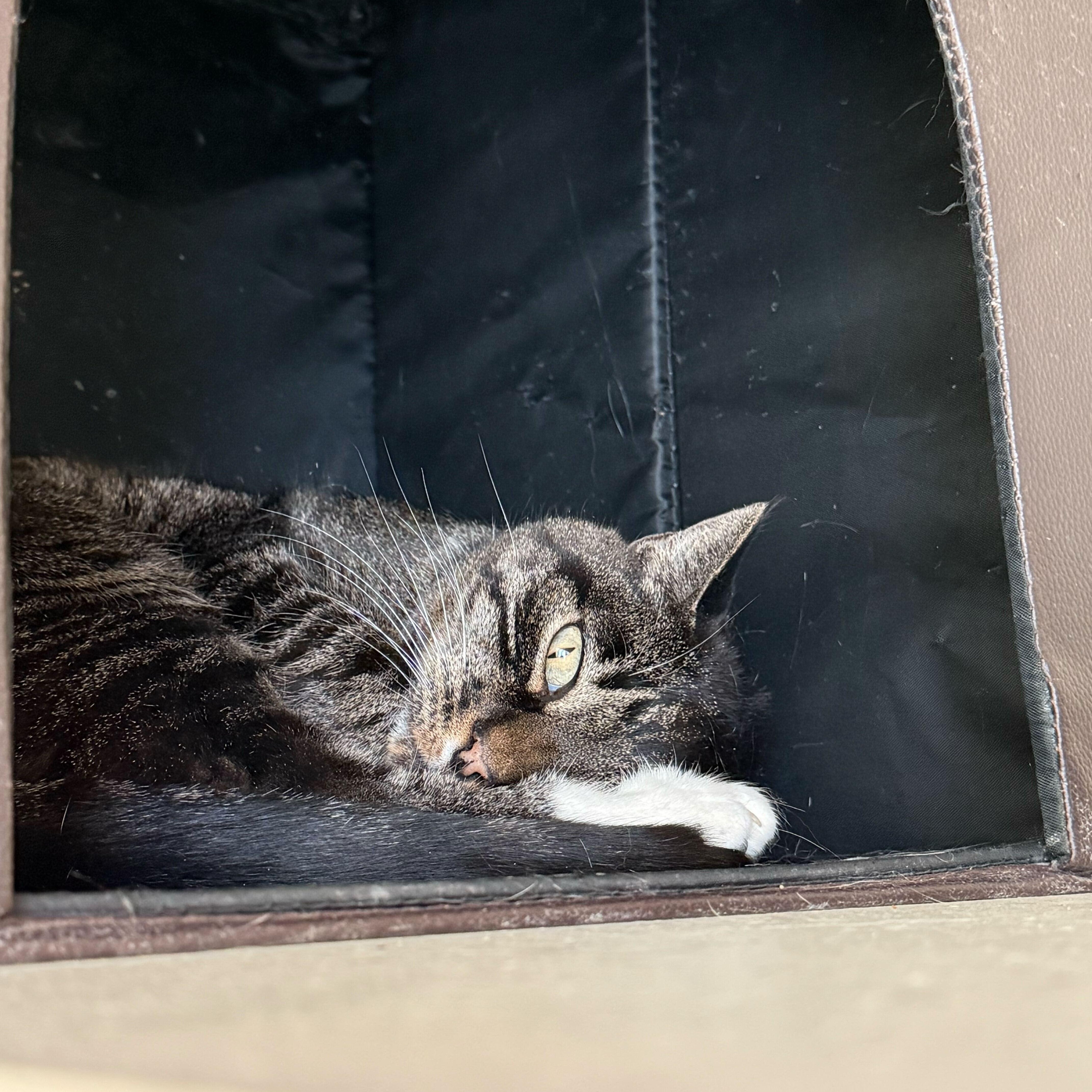 BK, Adoptable, Adult Male American Shorthair.