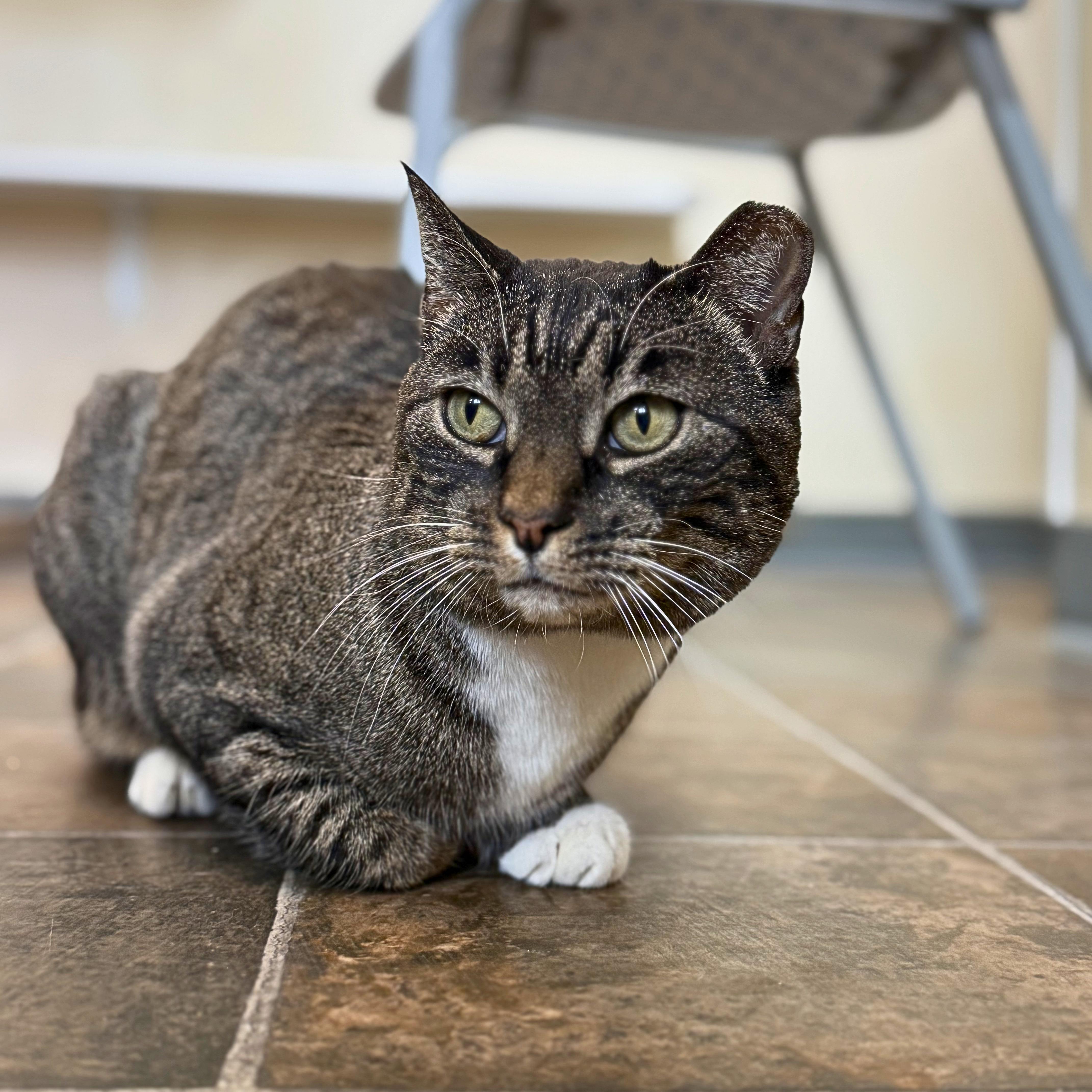 Enlarge BK, a Adoptable Domestic Short Hair in Ridgway, CO image 3/6