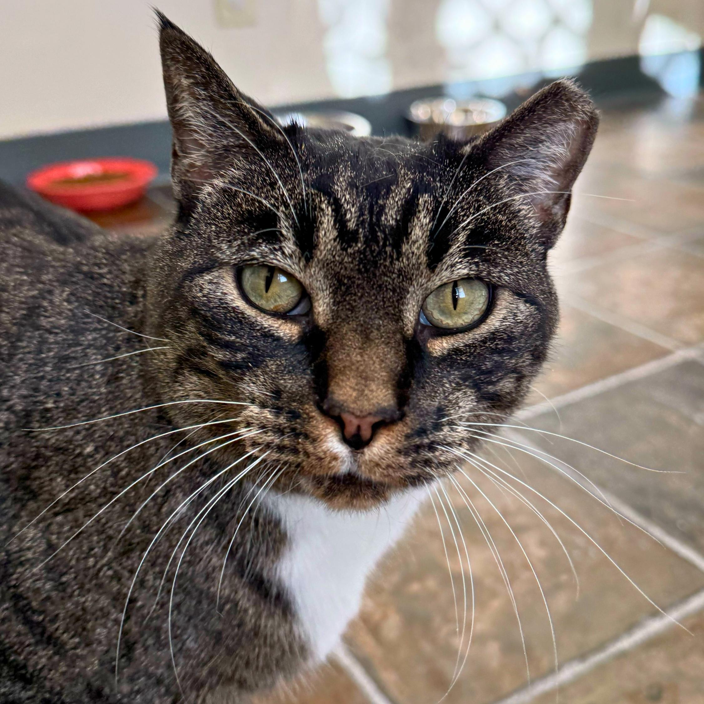 BK, Adoptable, Adult Male American Shorthair.