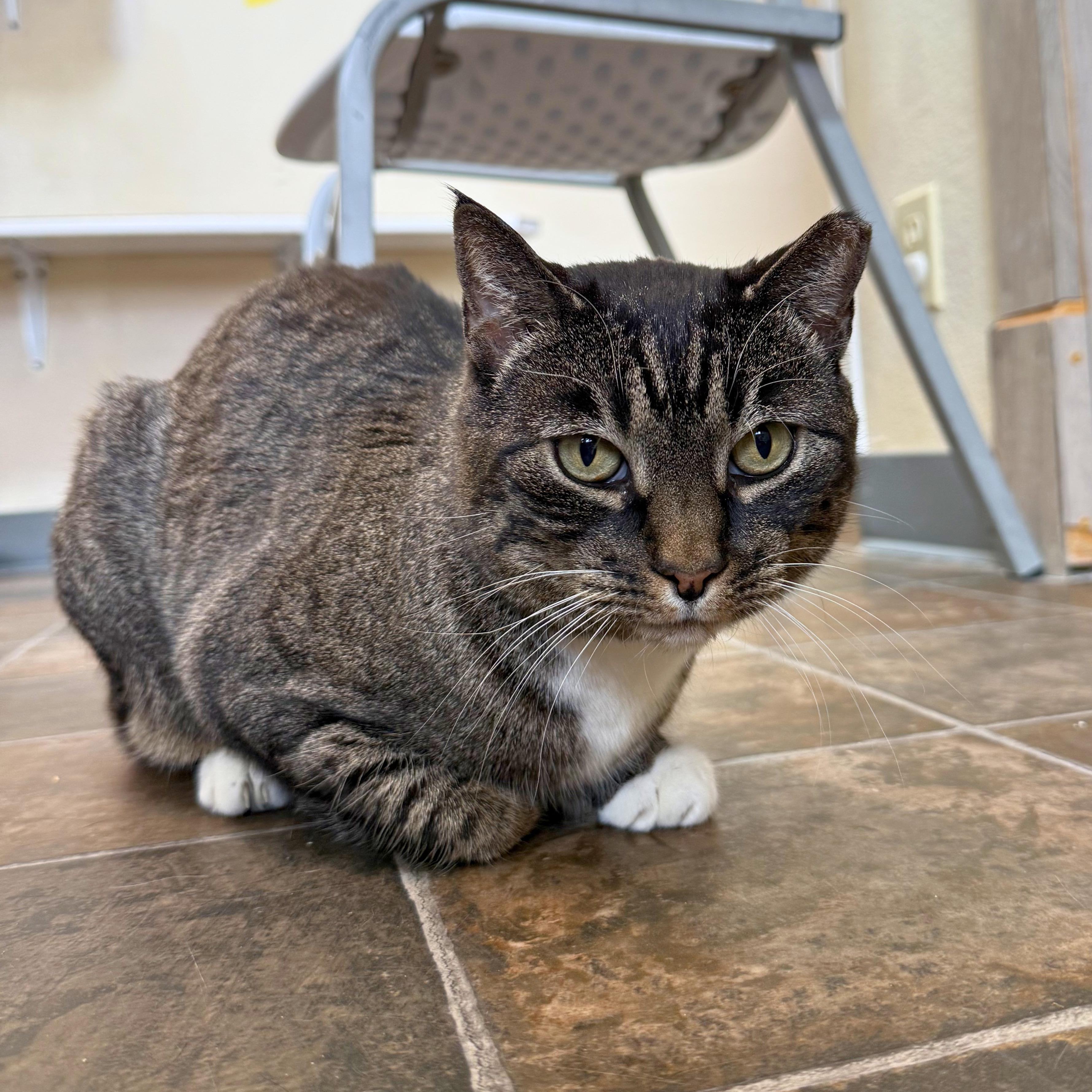BK, Adoptable, Adult Male Domestic Short Hair.