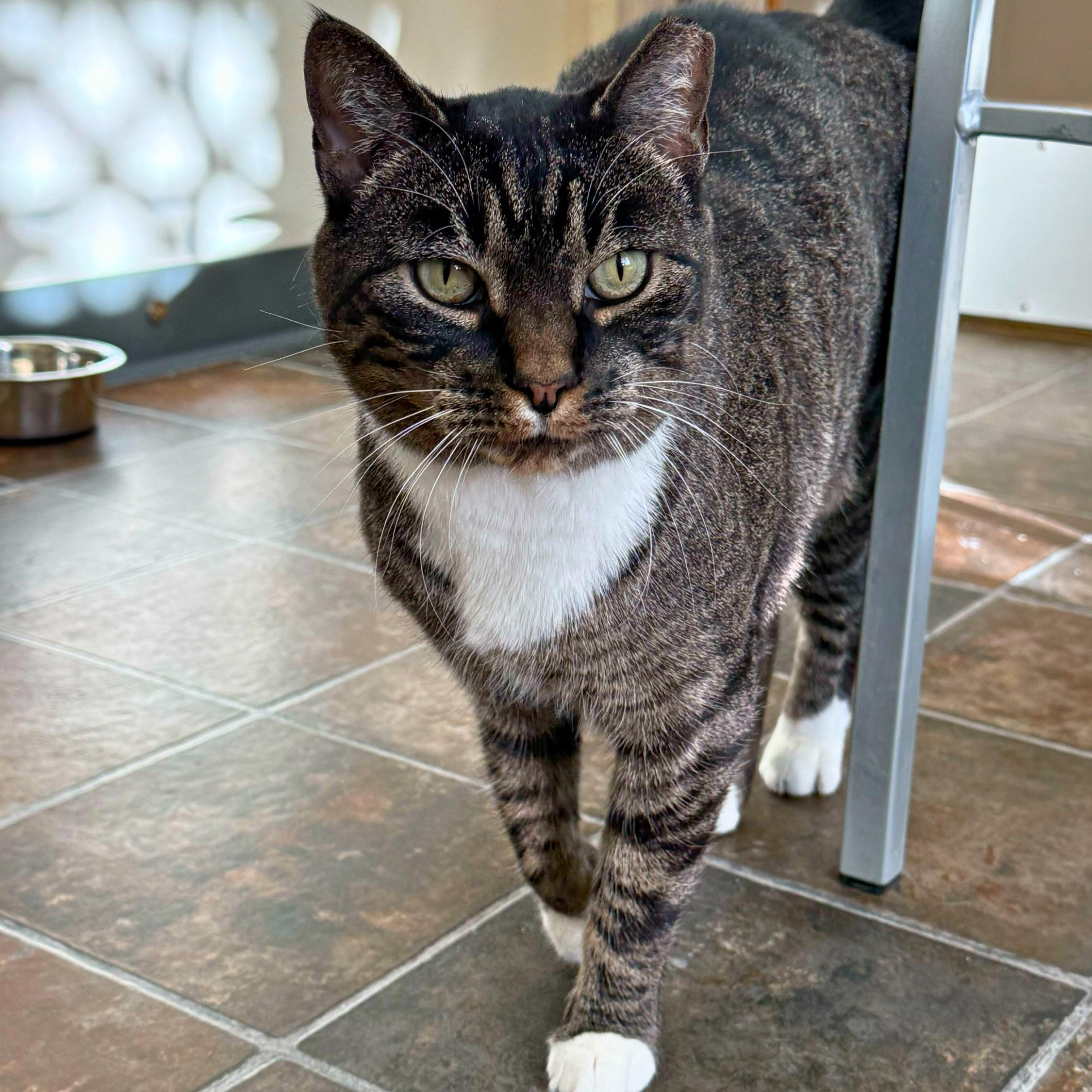 Enlarge BK, a Adoptable American Shorthair in Ridgway, CO image 2/6