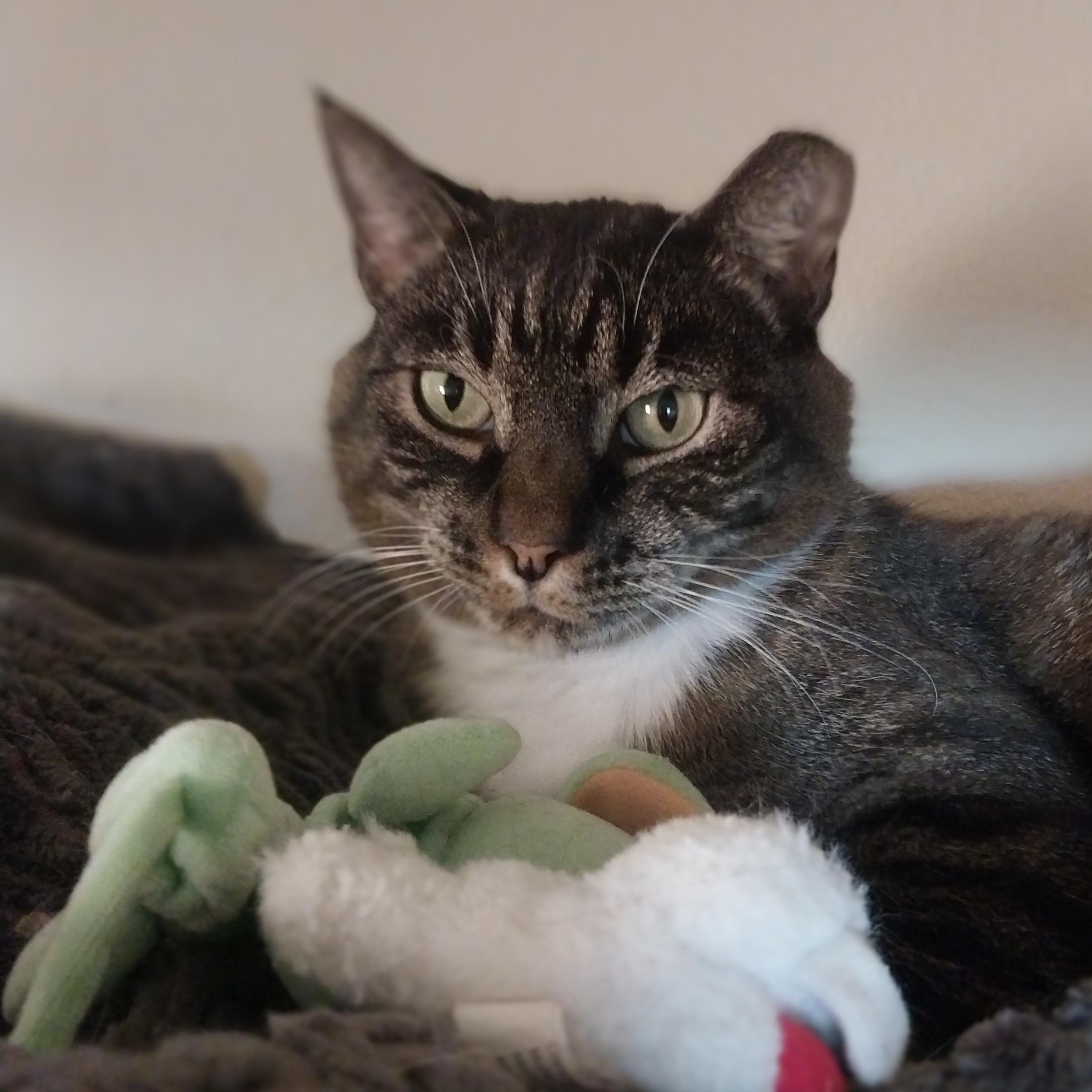 BK, a Adoptable American Shorthair in Ridgway, CO image 3/4