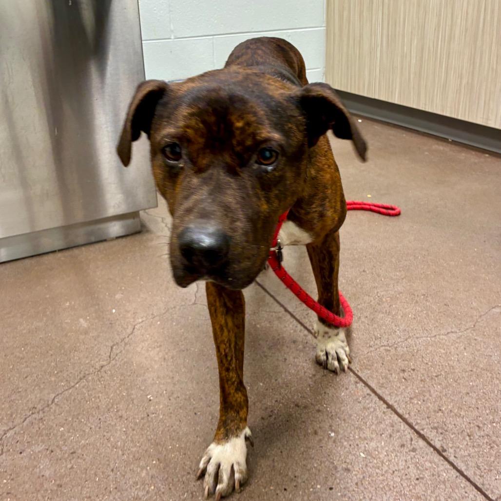 Smokey Eastwood, Adoptable, Young Male Terrier.