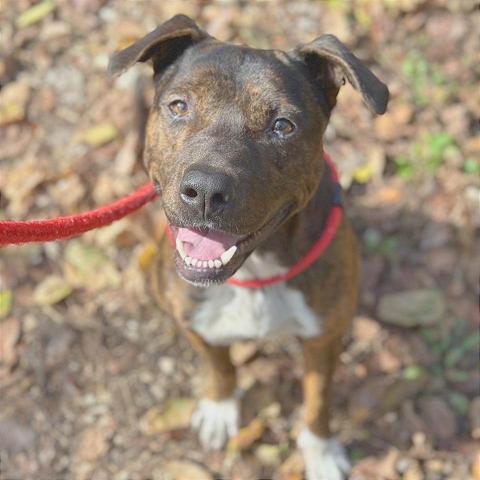 Enlarge Smokey Eastwood, a Adoptable Terrier in Chattanooga, TN image 1/5