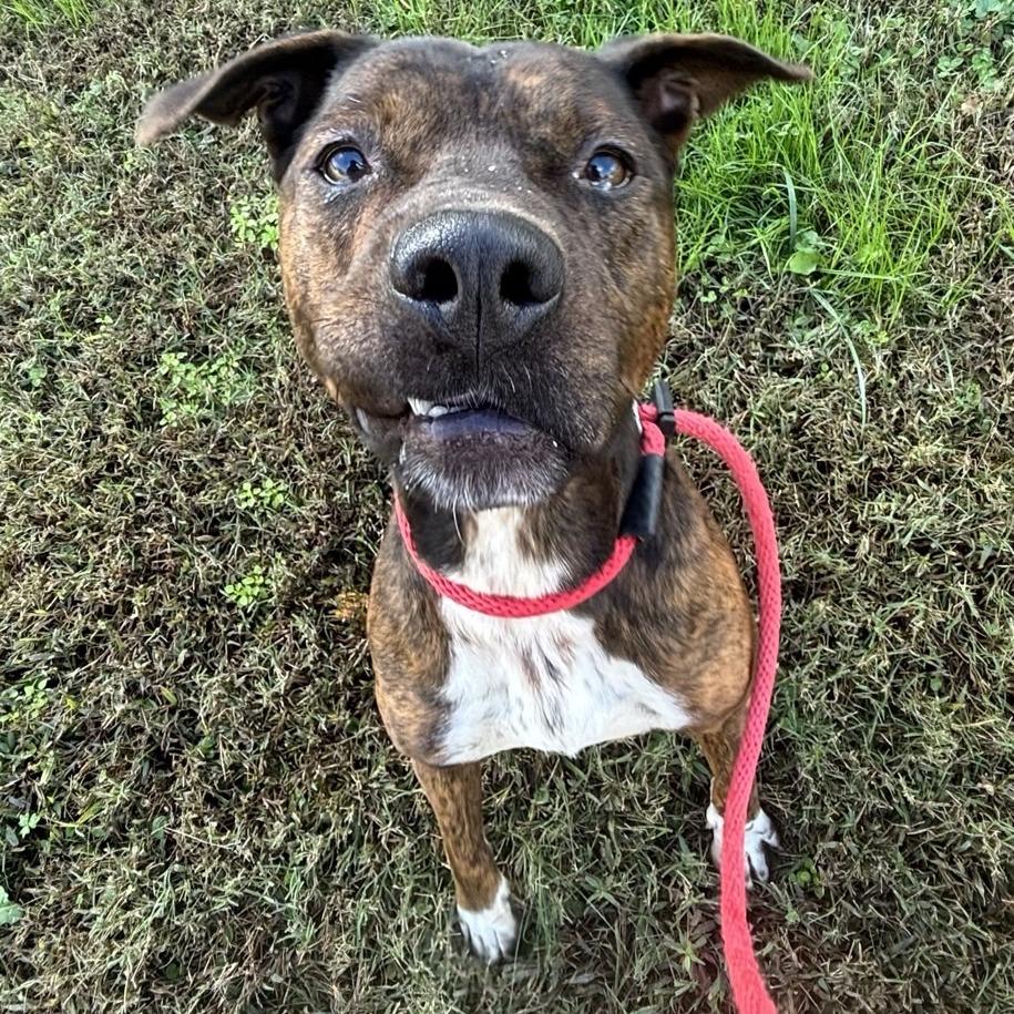 Enlarge Smokey Eastwood, a Adoptable Terrier in Chattanooga, TN image 2/5