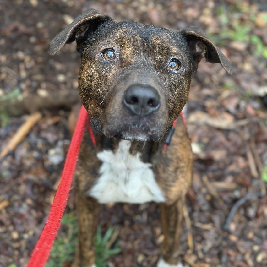 Enlarge Smokey Eastwood, a Adoptable Terrier in Chattanooga, TN image 3/5