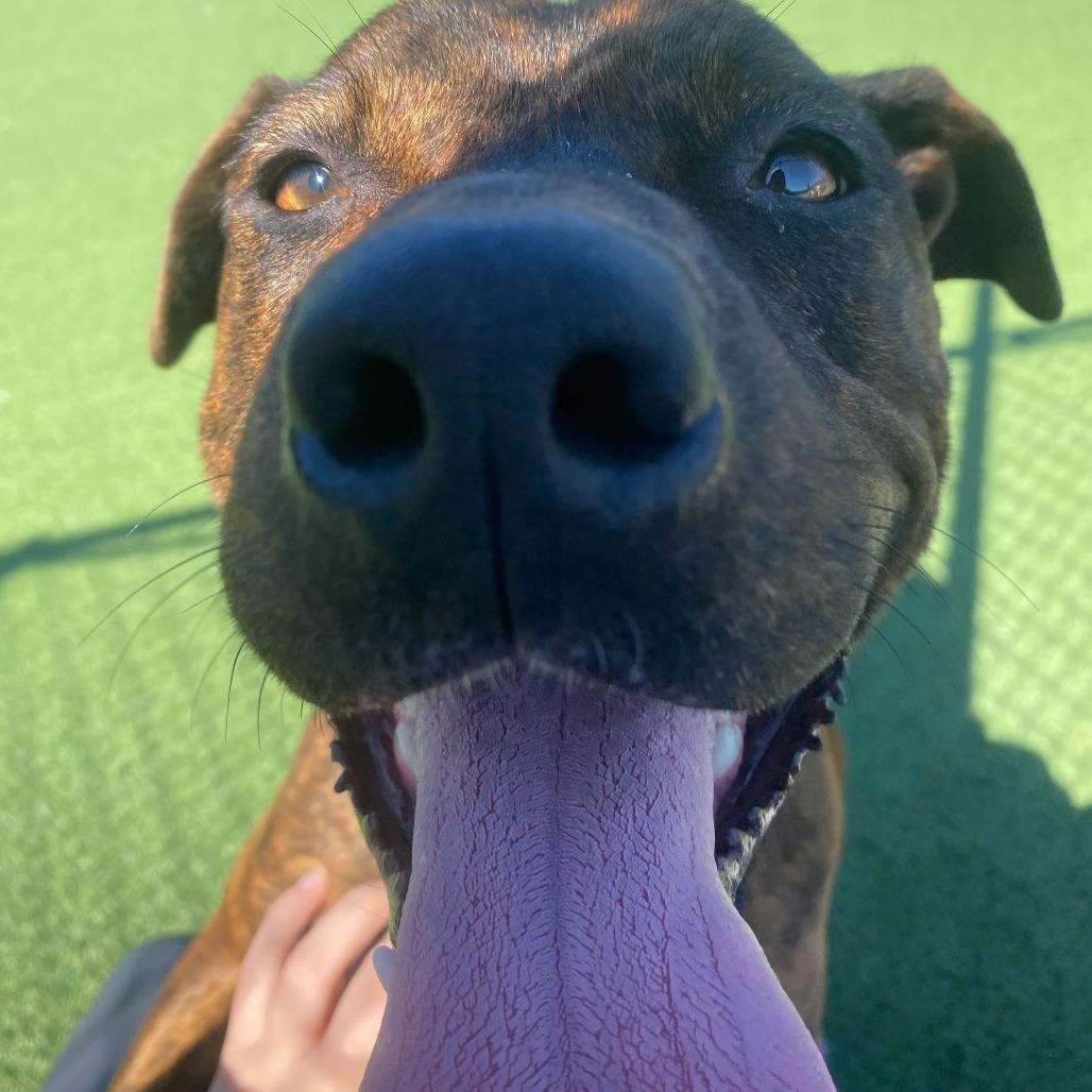 Enlarge Smokey Eastwood, a Adoptable Terrier in Chattanooga, TN image 5/5