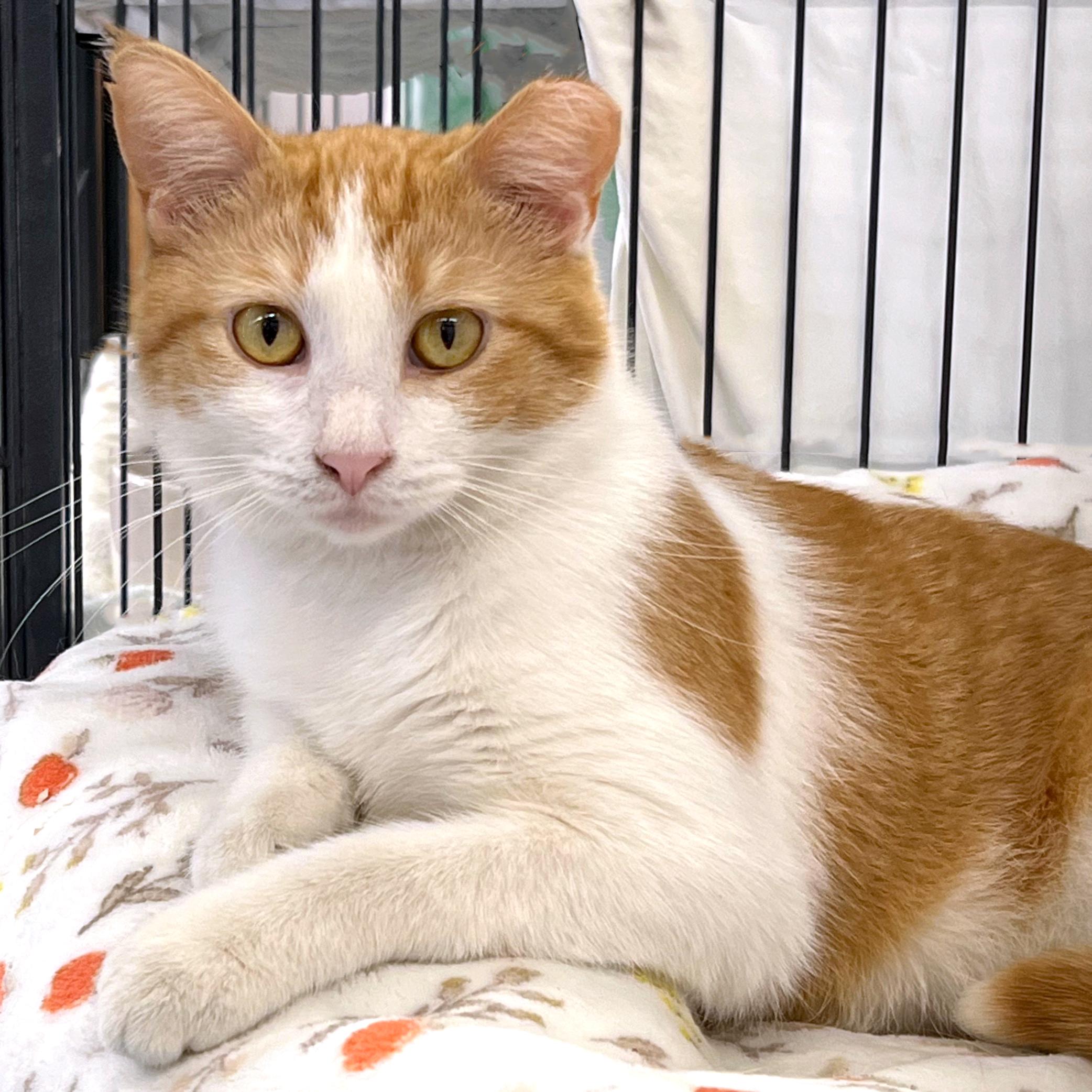 Enlarge Sunny, an adopted Domestic Short Hair in St. Louis, MO image 1/1