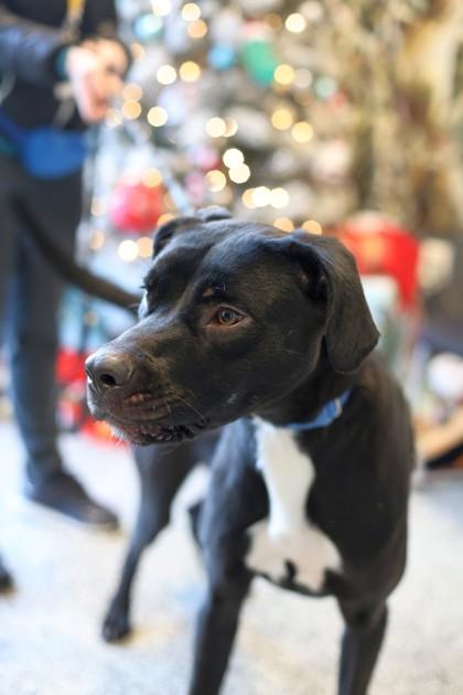 Sparky — thumbnail 2