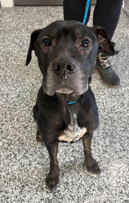 Enlarge Sebastian, a Adoptable mixed breed in Vincennes, IN image 1/1