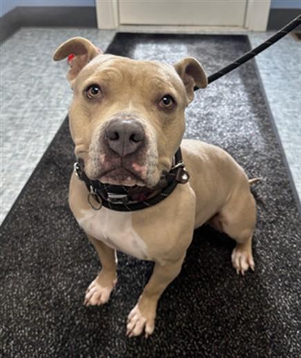 ZOEY, Adoptable, Adult Female Pit Bull Terrier.