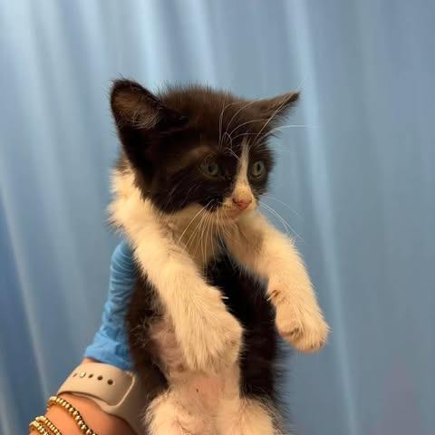 Enlarge Panda 26-05-075, a Adoptable Domestic Short Hair in Bastrop, TX image 1/1
