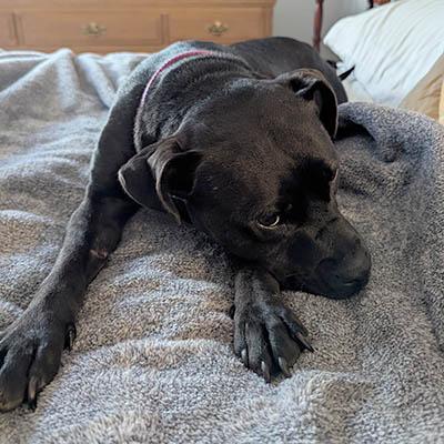 Enlarge Bebe, a Adoptable mixed breed in Wrightsville Beach, NC image 5/6