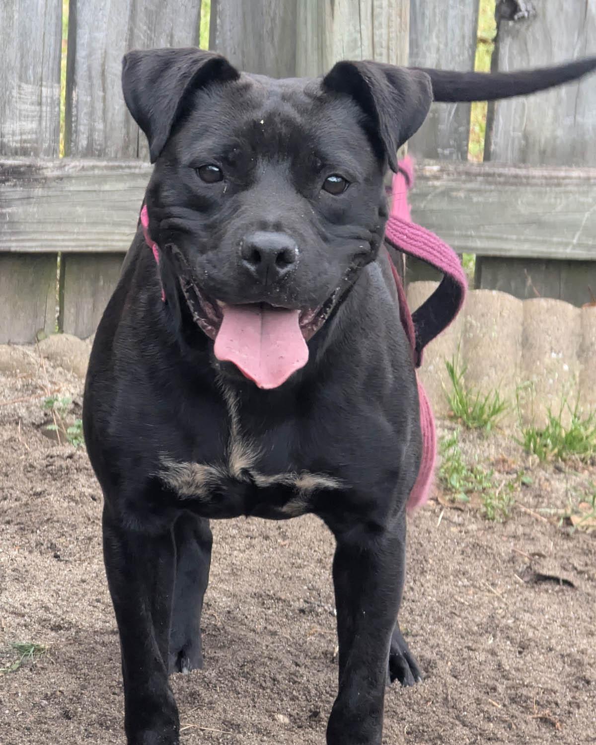 Enlarge Bebe, a Adoptable mixed breed in Wrightsville Beach, NC image 3/6