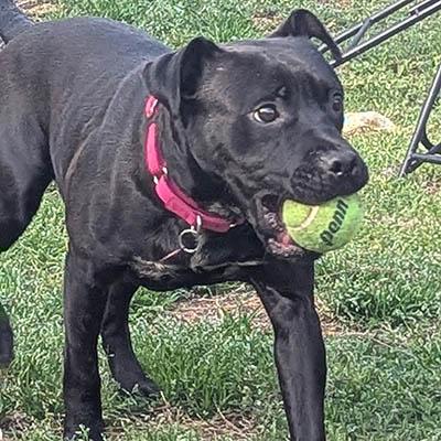 Enlarge Bebe, a Adoptable mixed breed in Wrightsville Beach, NC image 2/6